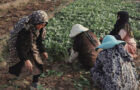 سرِزمین: گزارشی از وضعیت زنان کشاورز افغانستانی حاشیه‌ی تهران