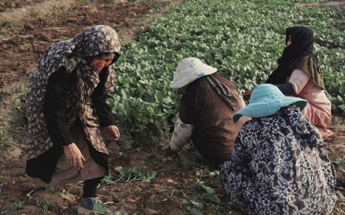 سرِزمین: گزارشی از وضعیت زنان کشاورز افغانستانی حاشیه‌ی تهران