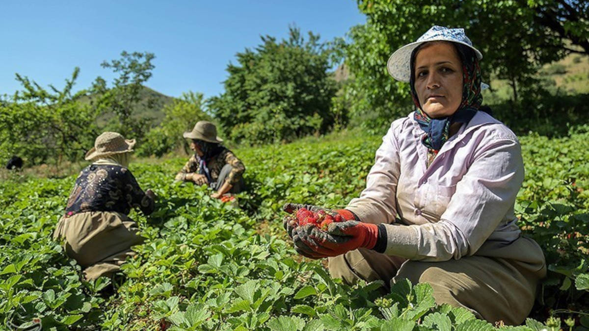 کارگران فصلی روزمزد میوه‌چین؛ نگاهی به کارگران روزمزد توت‌فرنگی‌چین در کردستان