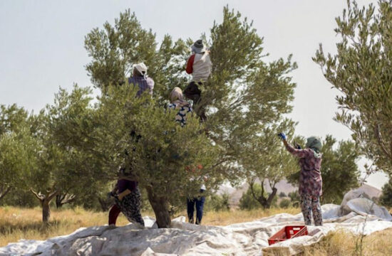 زیتون دیگر نماد صلح نیست، نماد نبرد می‌شود! گزارش یک کارگر