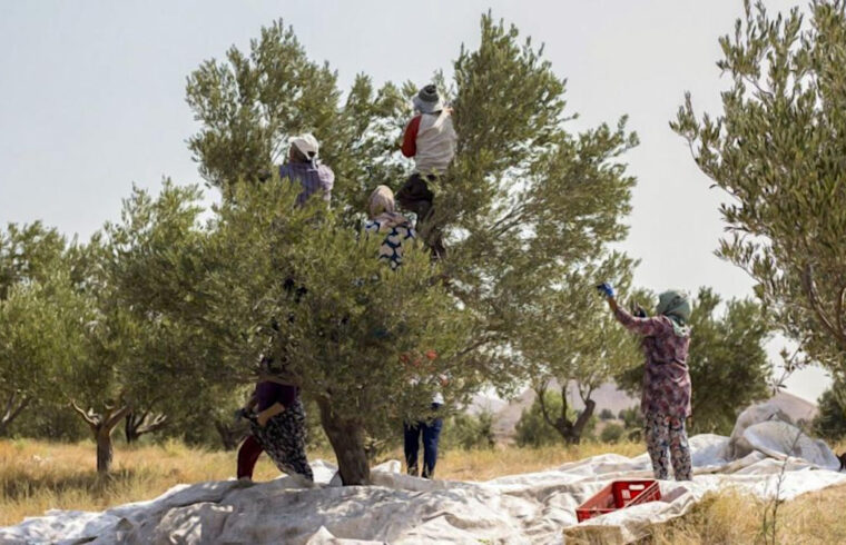 زیتون دیگر نماد صلح نیست، نماد نبرد میشود! گزارش یک کارگر