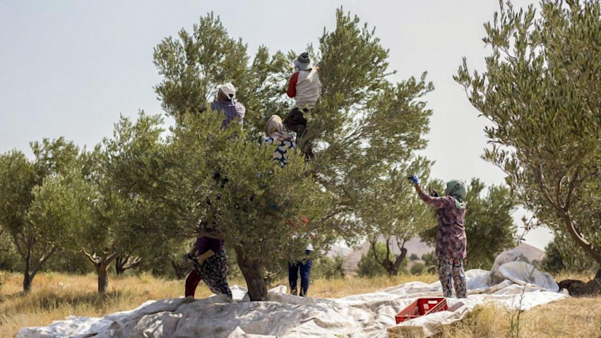 زیتون دیگر نماد صلح نیست، نماد نبرد می‌شود! گزارش یک کارگر