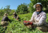 کارگران فصلی روزمزد میوه‌چین؛ نگاهی به کارگران روزمزد توت‌فرنگی‌چین در کردستان